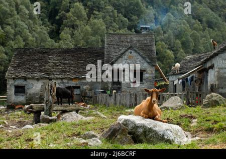 Ziege mit alpinem verlassenen Steinhaus im Hintergrund in Val Grande, Italien Stockfoto