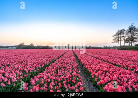 Ein Tulpenfeld in der Nähe des Keukenhofs in den Niederlanden. Der Sonnenuntergang erzeugt ein warmes und romantisches Bild von den tausenden rosa und violetten Tulpen. Der Fluss Stockfoto