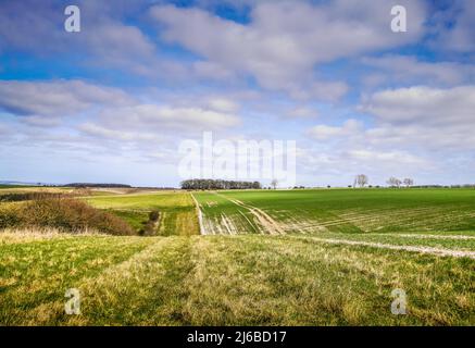 Ein Blick auf die sanften Hügel und die landwirtschaftliche Landschaft der Yorkshire Wolds Stockfoto