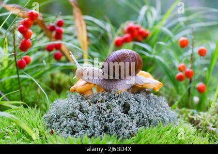 Eine große Schnecke krabbelt über wachsende Orangenpfifferlinge auf einem entkochten natürlichen Hintergrund. Selektiver Fokus Stockfoto