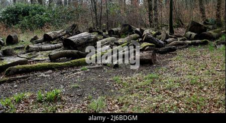 Ein alter Haufen gesägter Baumstämme und Baumstämme in einem Waldgebiet Stockfoto