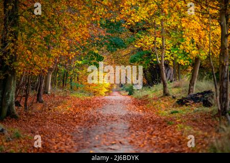 Herbst- oder Herbsttag mit rostigen, scharfen, lebendigen und satten Blättern auf dem schönen Pfad im skandinavischen Wald. Stockfoto