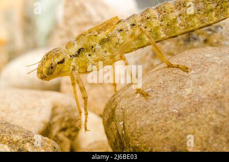 Aeshna affinis, der südliche Wanderfalke oder Blauäugiger Falke, ist eine Libelle, die in Südeuropa und Asien gefunden wird, Larve im Wasser. Stockfoto