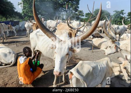 SÜDSUDAN Bahr al Ghazal Region , Lakes State, Dorf Yeri Rinderlager in der Nähe von Rumbek, Dinka Frau Melken Zebu Kuh / VERKLAGT-SUDAN Bahr el Ghazal Region , Lakes State, Dorf Yeri, Dinka mit Zebu Rindern im Rinderlager bei Rumbek , Frau beim Melken Stockfoto