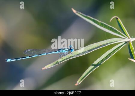 Die mit einem Kelch markierte Damselfliege (Erythromma lindenii oder Cercion lindenii) ist eine mittelgroße blau-schwarze (oder grün-schwarze) Damselfliege, männlich. Stockfoto