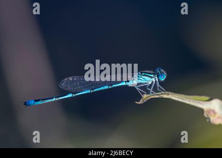 Die mit einem Kelch markierte Damselfliege (Erythromma lindenii oder Cercion lindenii) ist eine mittelgroße blau-schwarze (oder grün-schwarze) Damselfliege, männlich. Stockfoto