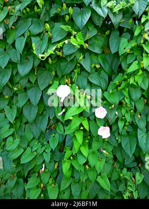 Europäische Bindenkraut, Maissilie, Convolvulus arvensis blüht im Garten. Blumen und Blätter gegen den Himmel Stockfoto