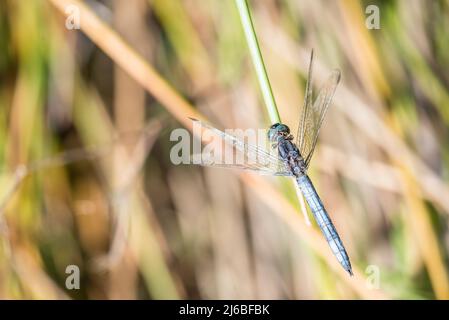 Der kielige Skimmer, Orthetrum coerulescens, ist eine Libellulidae-Art, die zur Familie Libellulidae, einem Männchen, gehört. Stockfoto