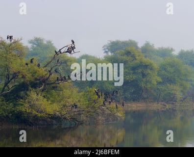 Kolonie von Kormornten und Darters Stockfoto