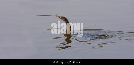 Darter- oder Schlangenvögel mit Fang Stockfoto