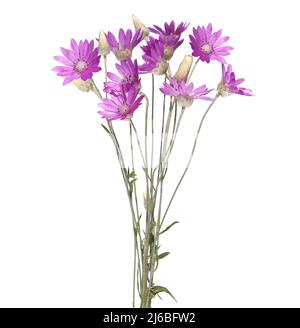 Lila Blumenstrauß der jährlichen ewigen oder Immortelle, isoliert auf weiß, Xeranthemum annuum Stockfoto