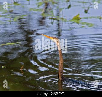 Oriental Darter oder Snake Bird mit einem Blick Stockfoto