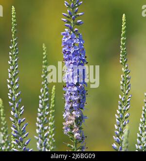 Blaue Blume von Garten Speedwell oder Longleaf Speedwell. Veronica longifolia Stockfoto