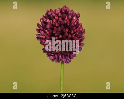 Blütenkopf aus Rundkopf-Lauch oder lila blühtem Knoblauch. Allium rotundum Stockfoto