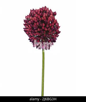 Blütenkopf aus Rundkopf-Lauch oder lila blühtem Knoblauch isoliert. Allium rotundum Stockfoto