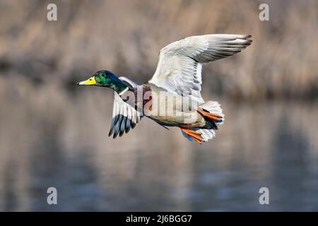 Stockente im Flug Stockfoto