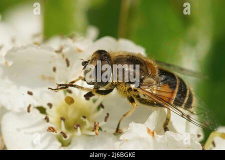 Nahaufnahme der europäischen Drohnenfliege, Eristalis arbustorum, sitzend auf weißem Weißdorn, Crataegus laevigata-Blüten Stockfoto