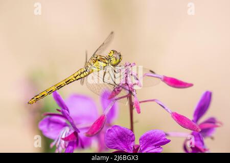 Der flüchtige Darter (Sympetrum vulgatum) ist eine europäische Libelle, weiblich. Stockfoto