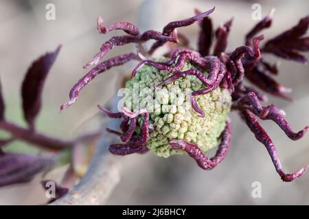 Rote Holunderbeere (Sambucus racemosa) Stockfoto