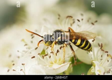 Die weiche Nahaufnahme einer männlichen Nomad Bee von Gooden, Nomada goodeniana, die Nektar schlürft, bildet auf dem Feld eine weiße Weißdornblüte Stockfoto