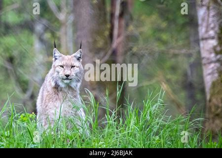 Eine junge Luchs-Wildkatze, die im Wald sitzt Stockfoto