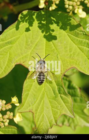 Vertikale Nahaufnahme einer haarigen männlichen Weißbauchbiene, Andrena gravida, die auf einem grünen Blatt mit offenen Flügeln sitzt Stockfoto