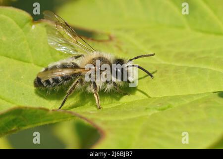 Nahaufnahme einer haarigen männlichen Weißbauchbiene, Andrena gravida, die auf einem grünen Blatt mit offenen Flügeln sitzt Stockfoto