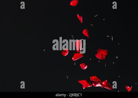 Rote Rosenblätter fallen vor schwarzem Hintergrund Stockfoto