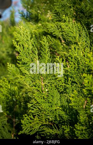 Eine Nahaufnahme einer Thuja-Pflanze geht aus. Thuja ist eine Gattung von Nadelbäumen oder Sträuchern in den Cupressaceae. Stockfoto