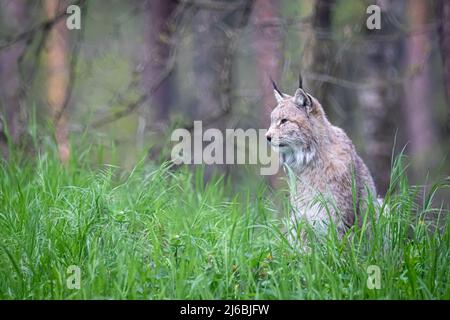 Eine junge Luchs-Wildkatze, die im Wald sitzt Stockfoto