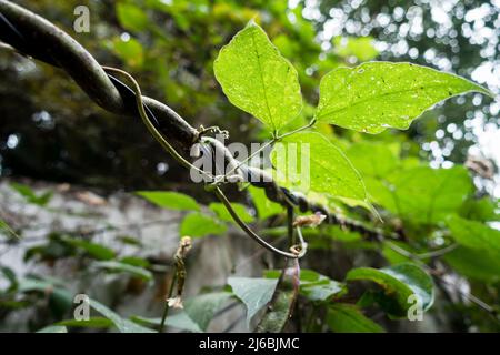 Eine Nahaufnahme von Kletterpflanzen im Gartenbau – eine Rebe ist jede Pflanze mit einer Wuchsgewohnheit von hängenden oder skandalösen (d. h. kletternden) Stielen, Lianas o Stockfoto