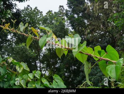 Eine Nahaufnahme der Dioscorea batatas (Igname de Chine) Rebe. Kletterpflanzen im Gartenbau. Stockfoto