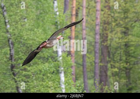 Eine ägyptische Gans fliegt mit ausgebreiteten Flügeln durch den Wald Stockfoto