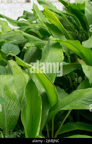 Eine Nahaufnahme von Kurkuma-Blättern, die in einem heimischen Garten organisch wachsen. Kurkuma ist eine blühende Pflanze, Curcuma longa aus der Ingwer-Familie, Zingiberaceae Stockfoto