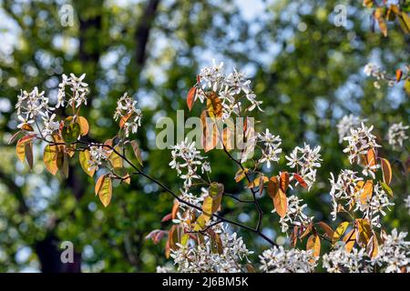 Blüten der Kupferfelsenbirne Stockfoto