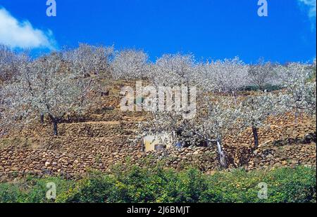 Blühenden Kirschbäumen. Jerte Tal, Provinz Caceres, Extremadura, Spanien. Stockfoto