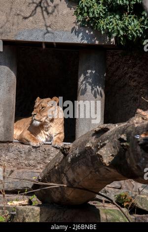 Löwenweibchen In Der Sonne In Amsterdam, Niederlande 11-4-2022 Stockfoto