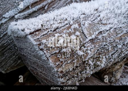 Weißer Frost auf einem Haufen frostiger Baumstämme am frühen Morgen Frosttemperatur | Geelee matinale - Buche gibt eine Ursache du frostige Matinal Stockfoto