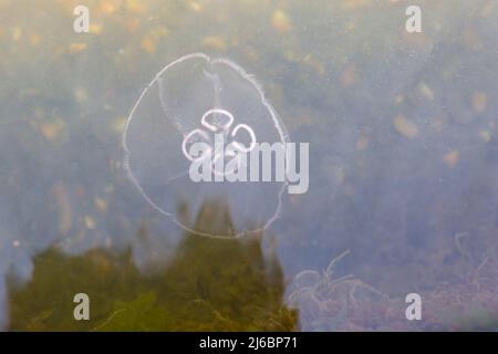 Poole, Dorset, Großbritannien. 30.. April 2022. Moon Jellyfish, Aurelia aurita, gesehen in Poole Park Lake, Poole, Dorset an einem sonnigen Tag. Quelle: Carolyn Jenkins/Alamy Live News Stockfoto