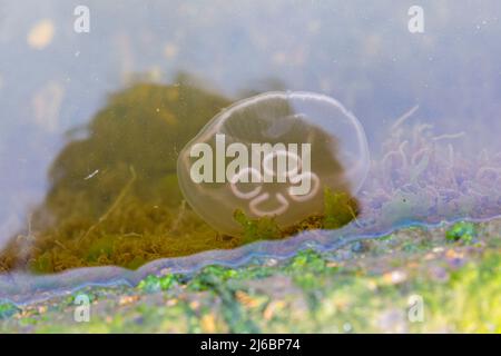 Poole, Dorset, Großbritannien. 30.. April 2022. Moon Jellyfish, Aurelia aurita, gesehen in Poole Park Lake, Poole, Dorset an einem sonnigen Tag. Quelle: Carolyn Jenkins/Alamy Live News Stockfoto