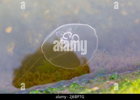 Poole, Dorset, Großbritannien. 30.. April 2022. Moon Jellyfish, Aurelia aurita, gesehen in Poole Park Lake, Poole, Dorset an einem sonnigen Tag. Quelle: Carolyn Jenkins/Alamy Live News Stockfoto