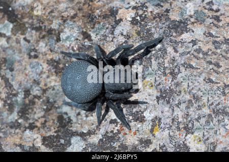 Eresus walckenaeri, weibliche Spinne. Levsos Stockfoto