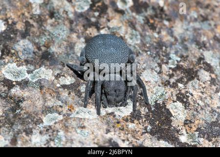 Eresus walckenaeri, weibliche Spinne. Levsos Stockfoto