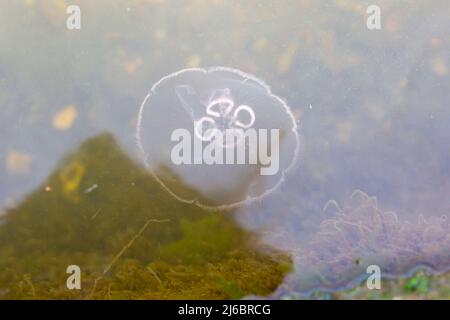 Poole, Dorset, Großbritannien. 30.. April 2022. Moon Jellyfish, Aurelia aurita, gesehen in Poole Park Lake, Poole, Dorset an einem sonnigen Tag. Quelle: Carolyn Jenkins/Alamy Live News Stockfoto