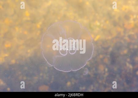 Poole, Dorset, Großbritannien. 30.. April 2022. Moon Jellyfish, Aurelia aurita, gesehen in Poole Park Lake, Poole, Dorset an einem sonnigen Tag. Quelle: Carolyn Jenkins/Alamy Live News Stockfoto