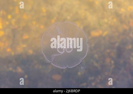 Poole, Dorset, Großbritannien. 30.. April 2022. Moon Jellyfish, Aurelia aurita, gesehen in Poole Park Lake, Poole, Dorset an einem sonnigen Tag. Quelle: Carolyn Jenkins/Alamy Live News Stockfoto