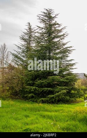 Bild von Kiefer mit dichten und dunkelgrünen Blättern. Stockfoto