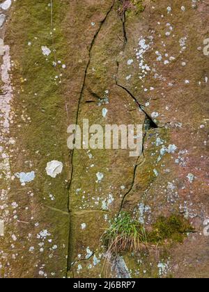 Nahaufnahme von verwittertem Sandsteinfelsen mit Moosen, Flechten und Felsspalten Stockfoto