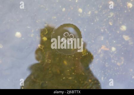 Poole, Dorset, Großbritannien. 30.. April 2022. Moon Jellyfish, Aurelia aurita, gesehen in Poole Park Lake, Poole, Dorset an einem sonnigen Tag. Quelle: Carolyn Jenkins/Alamy Live News Stockfoto