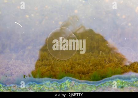 Poole, Dorset, Großbritannien. 30.. April 2022. Moon Jellyfish, Aurelia aurita, gesehen in Poole Park Lake, Poole, Dorset an einem sonnigen Tag. Quelle: Carolyn Jenkins/Alamy Live News Stockfoto